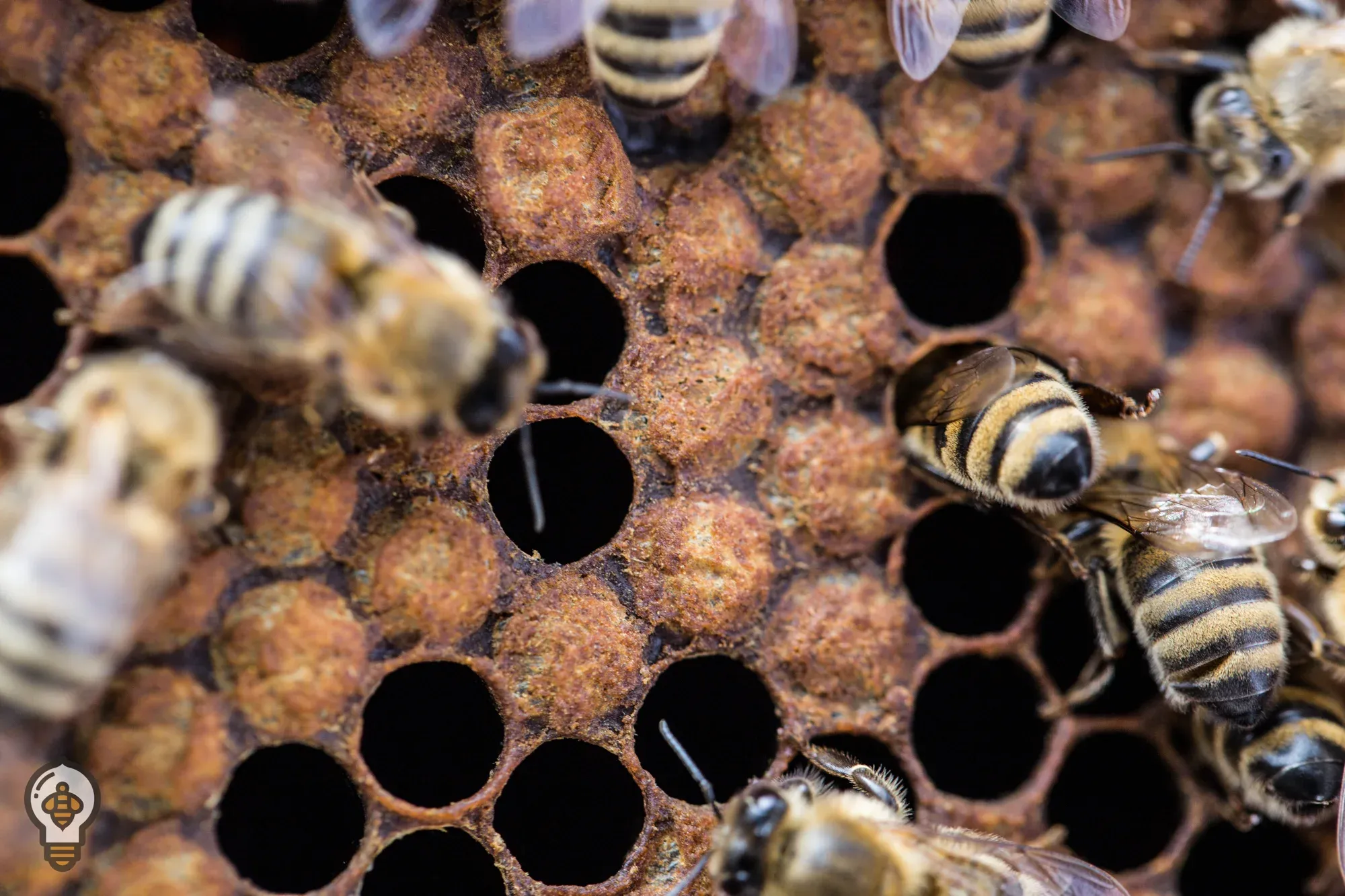 Ozone is used in beehives